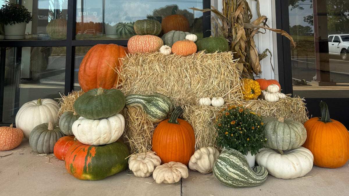 Corn Stalk Bundle