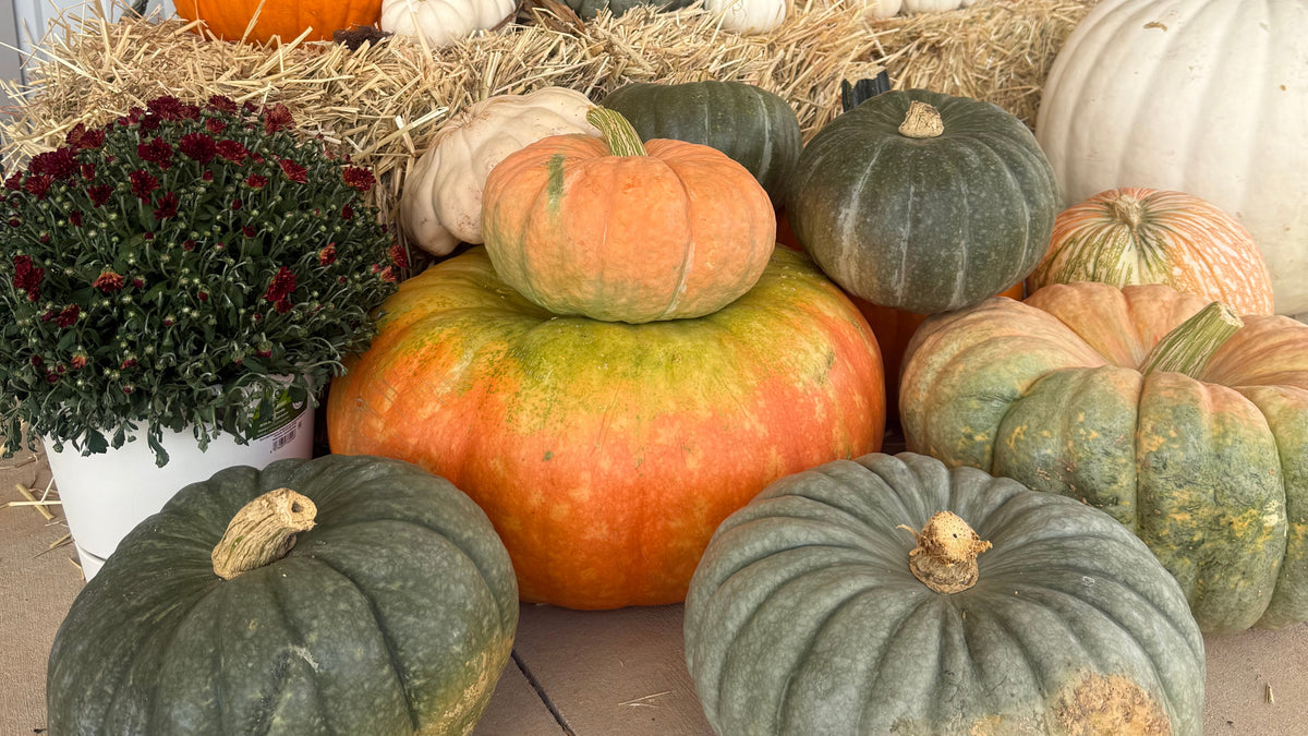 Jumbo Pumpkins