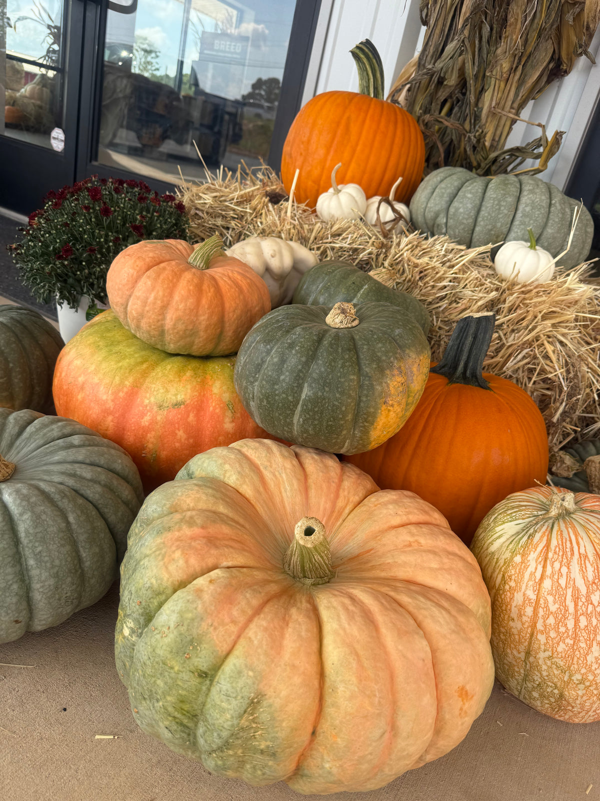 Heirloom/Specialty Pumpkins –Medium