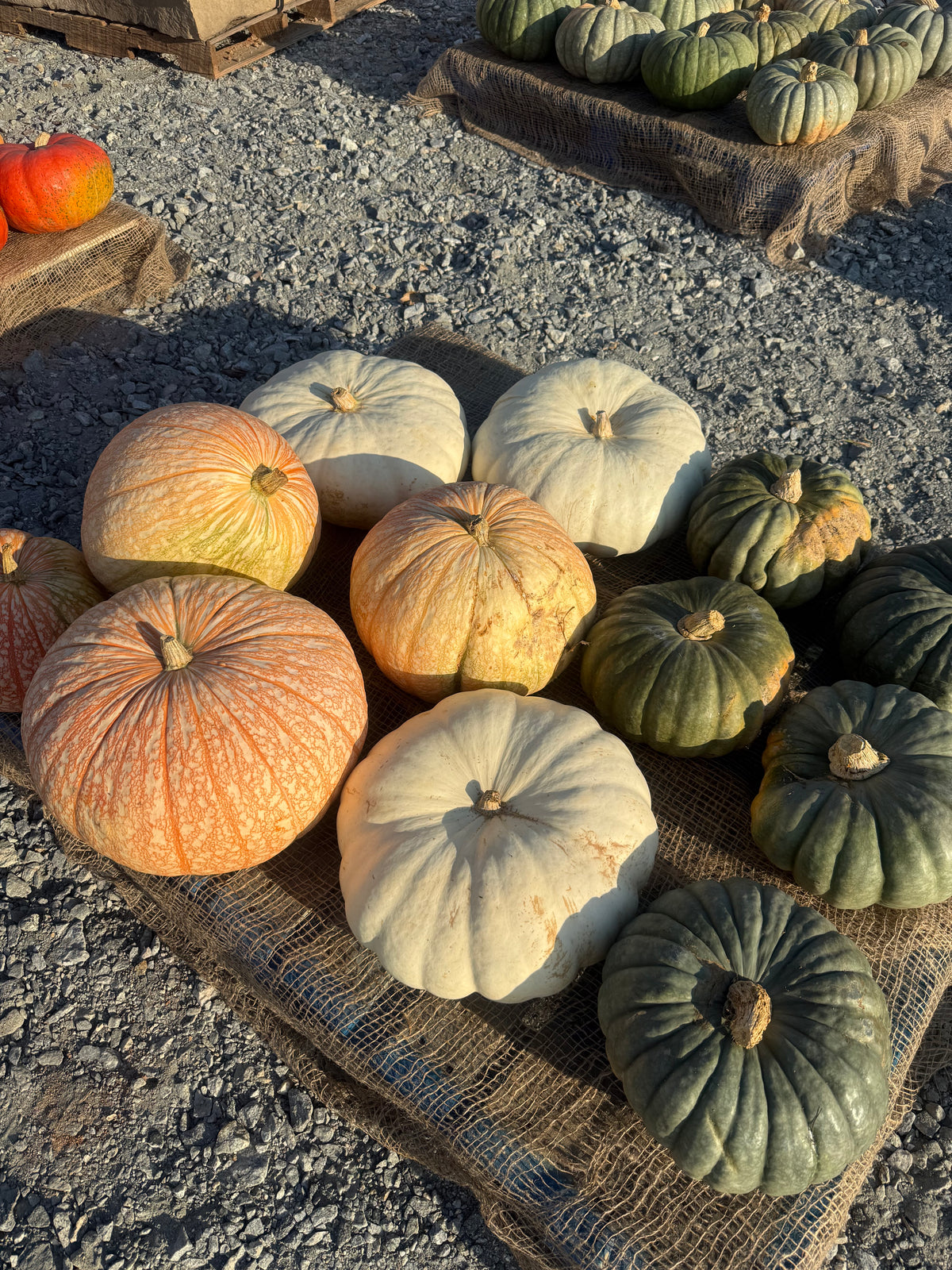 Heirloom/Specialty Pumpkins –Medium
