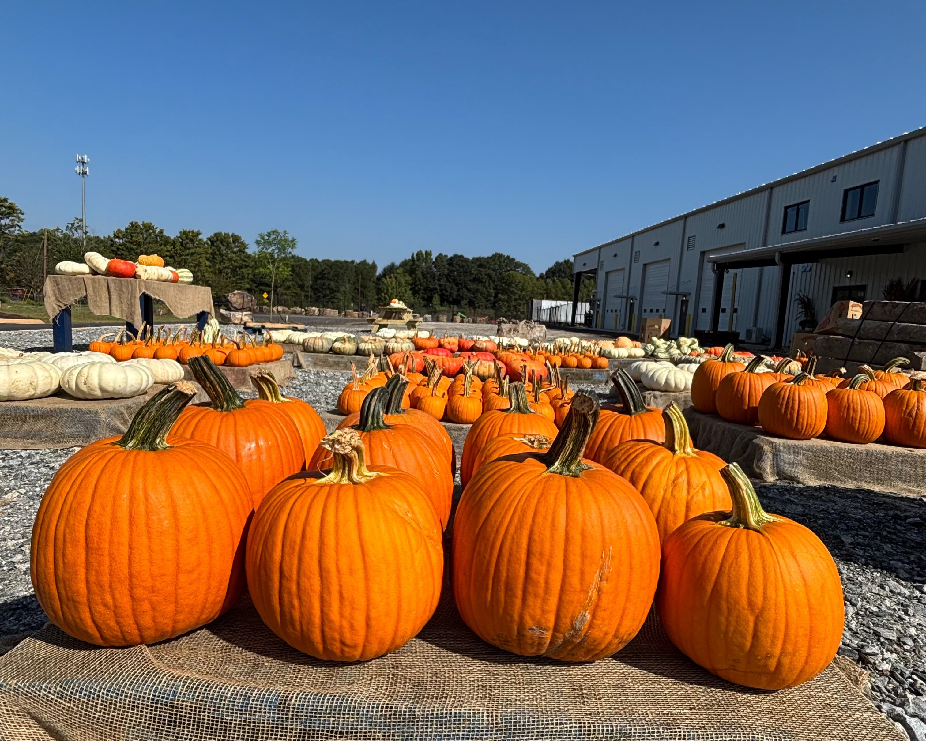 Jack-o'-Lantern Pumpkins