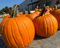 Jack-o'-Lantern Pumpkins