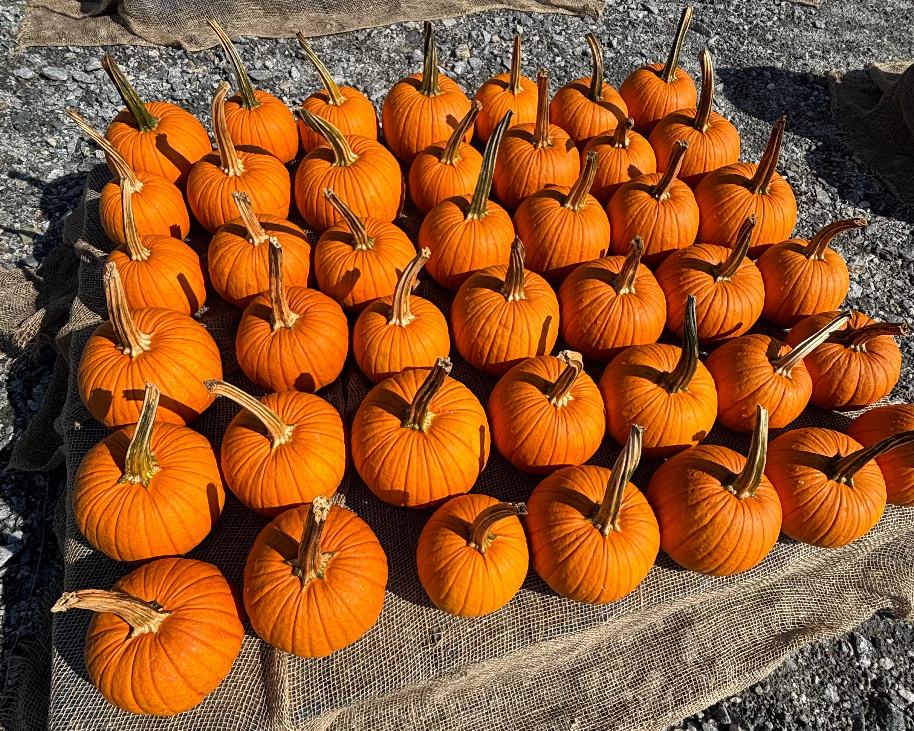 Pie Pumpkins