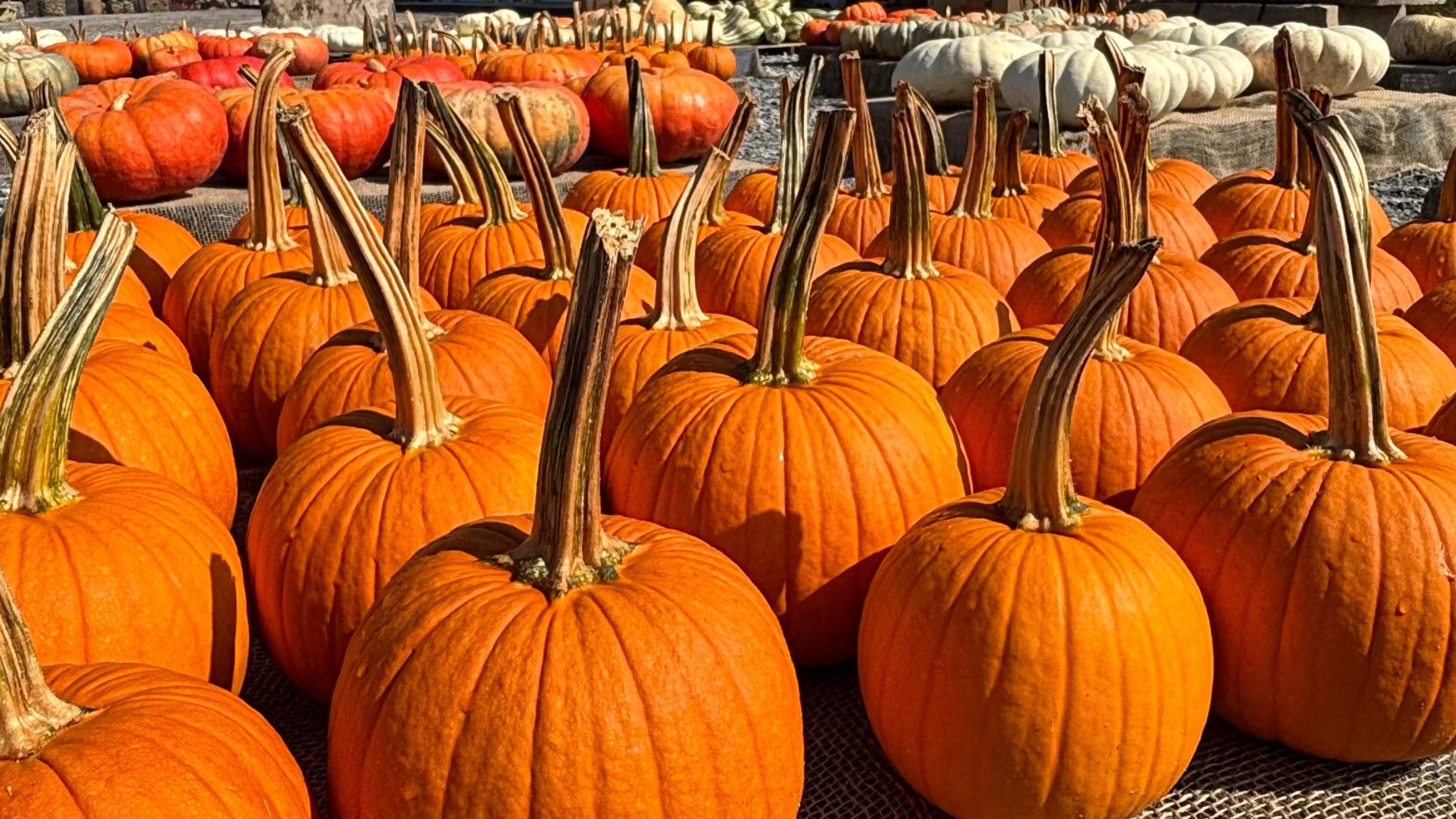 Pie Pumpkins