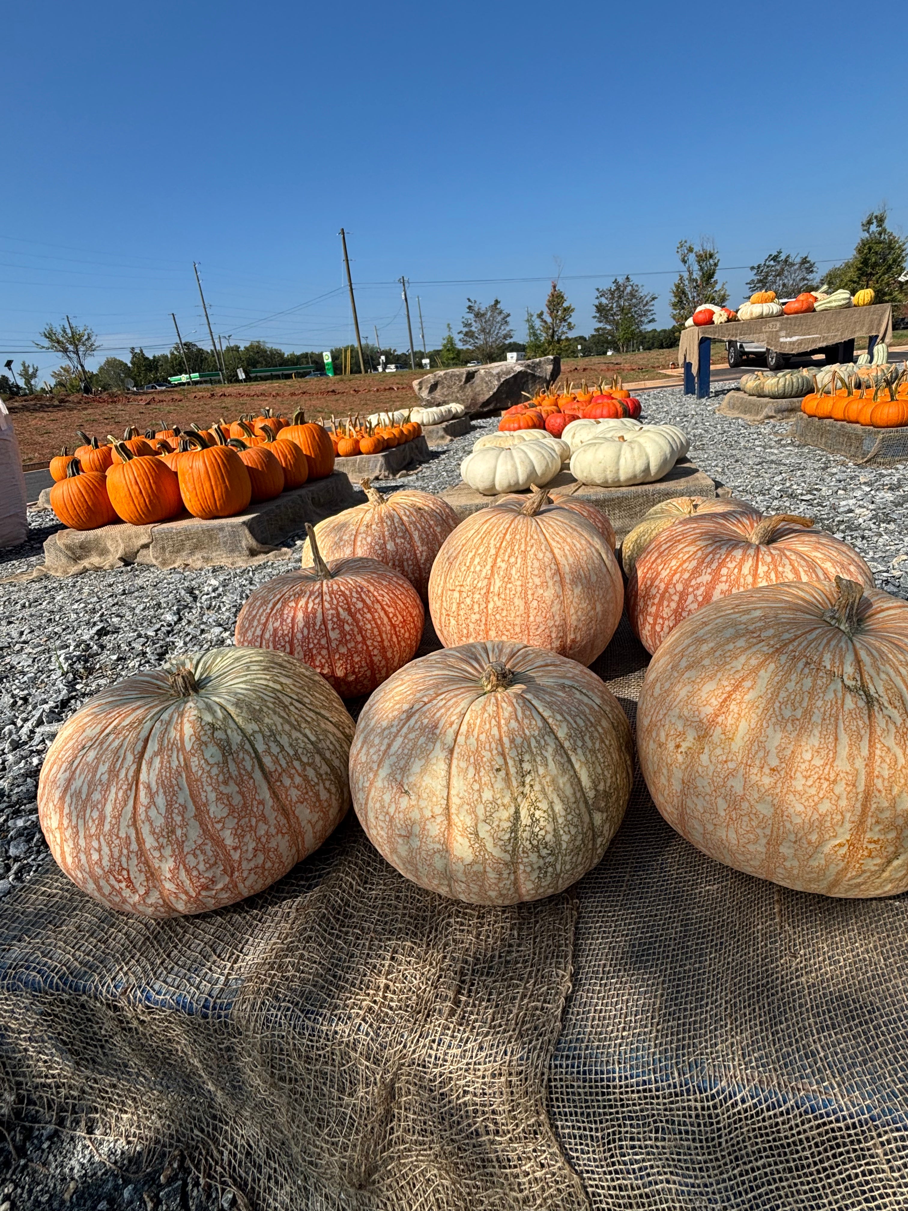 Heirloom/Specialty Pumpkins –Medium