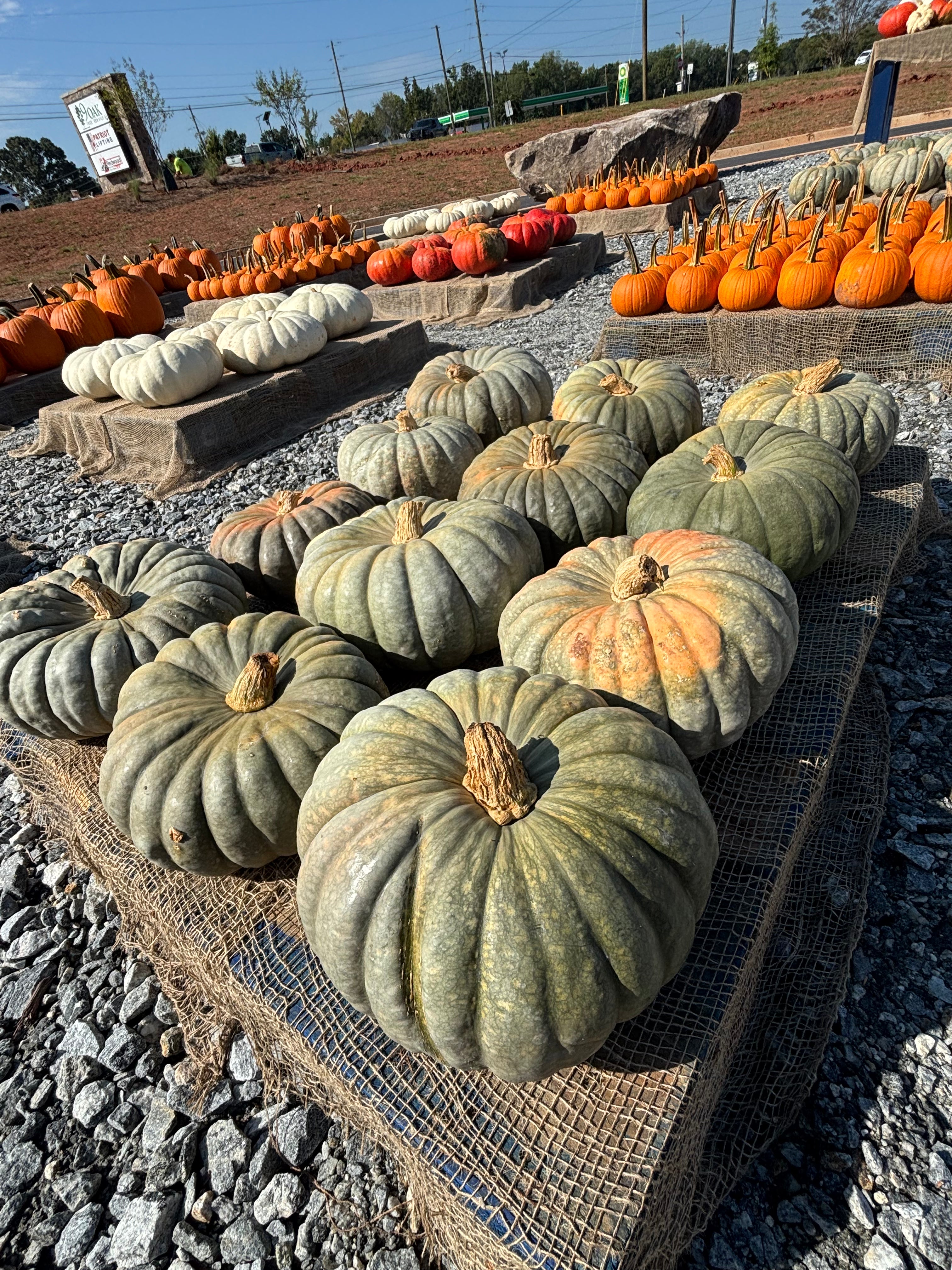Heirloom/Specialty Pumpkins – Small