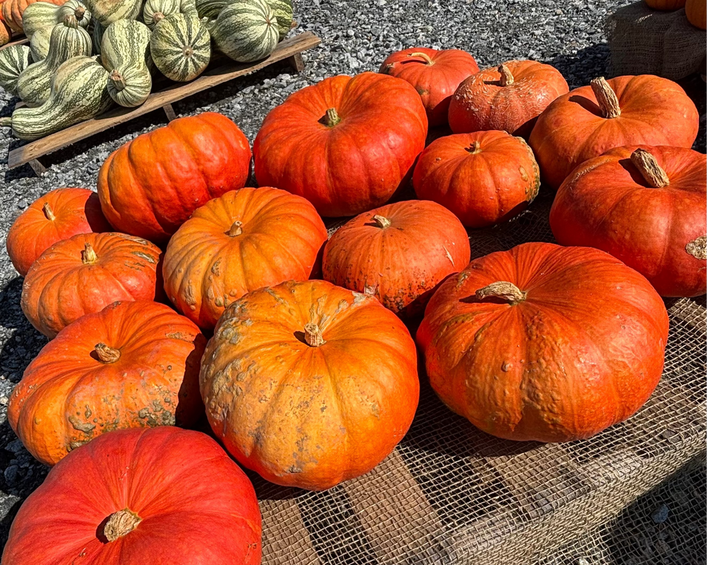 Heirloom/Specialty Pumpkins – Small