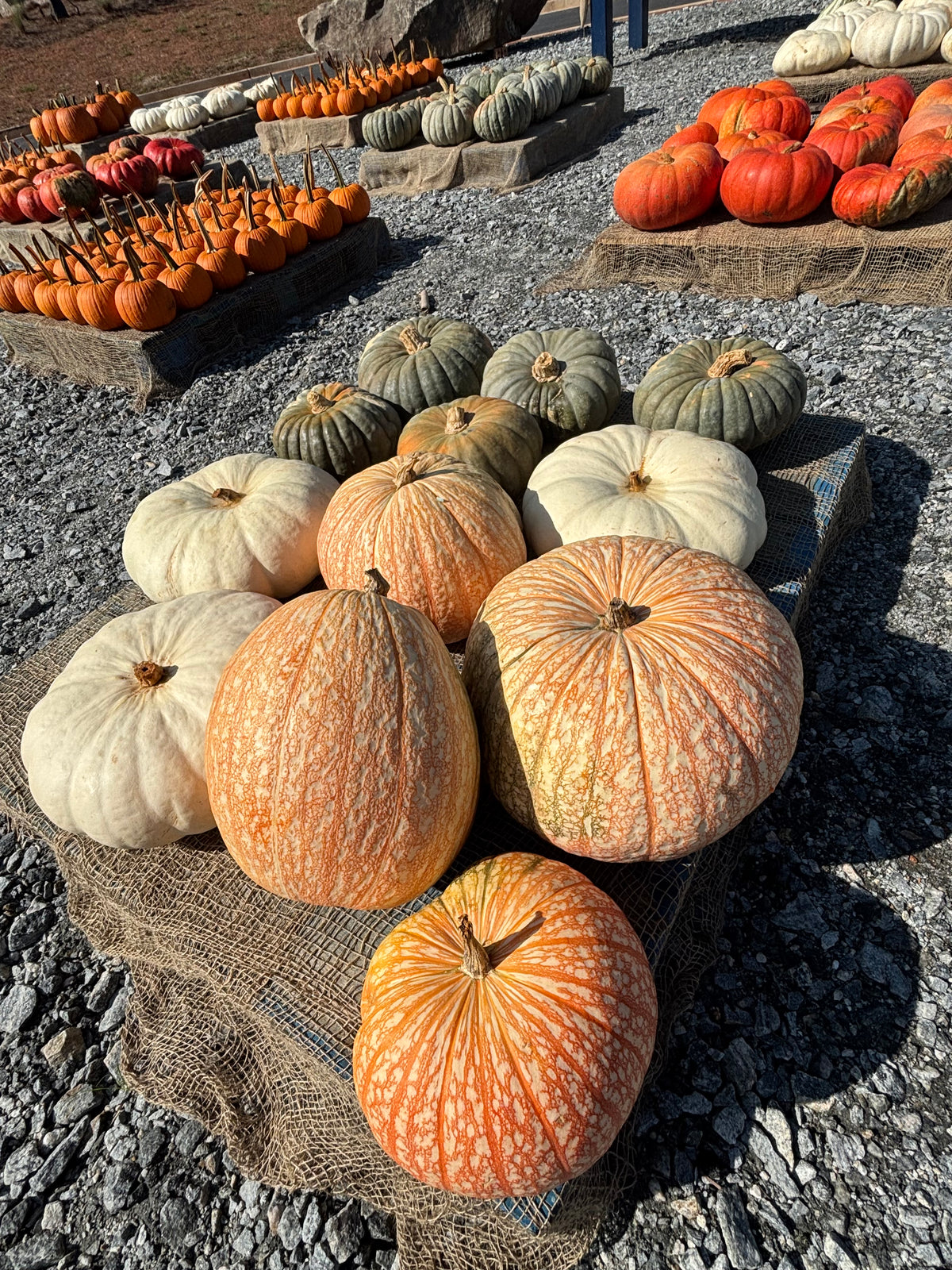 Large Specialty Pumpkins