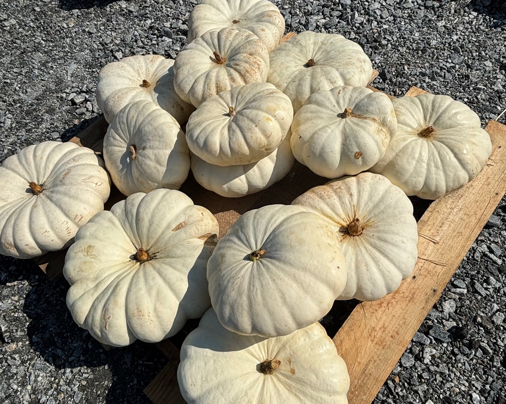 Heirloom/Specialty Pumpkins – Small