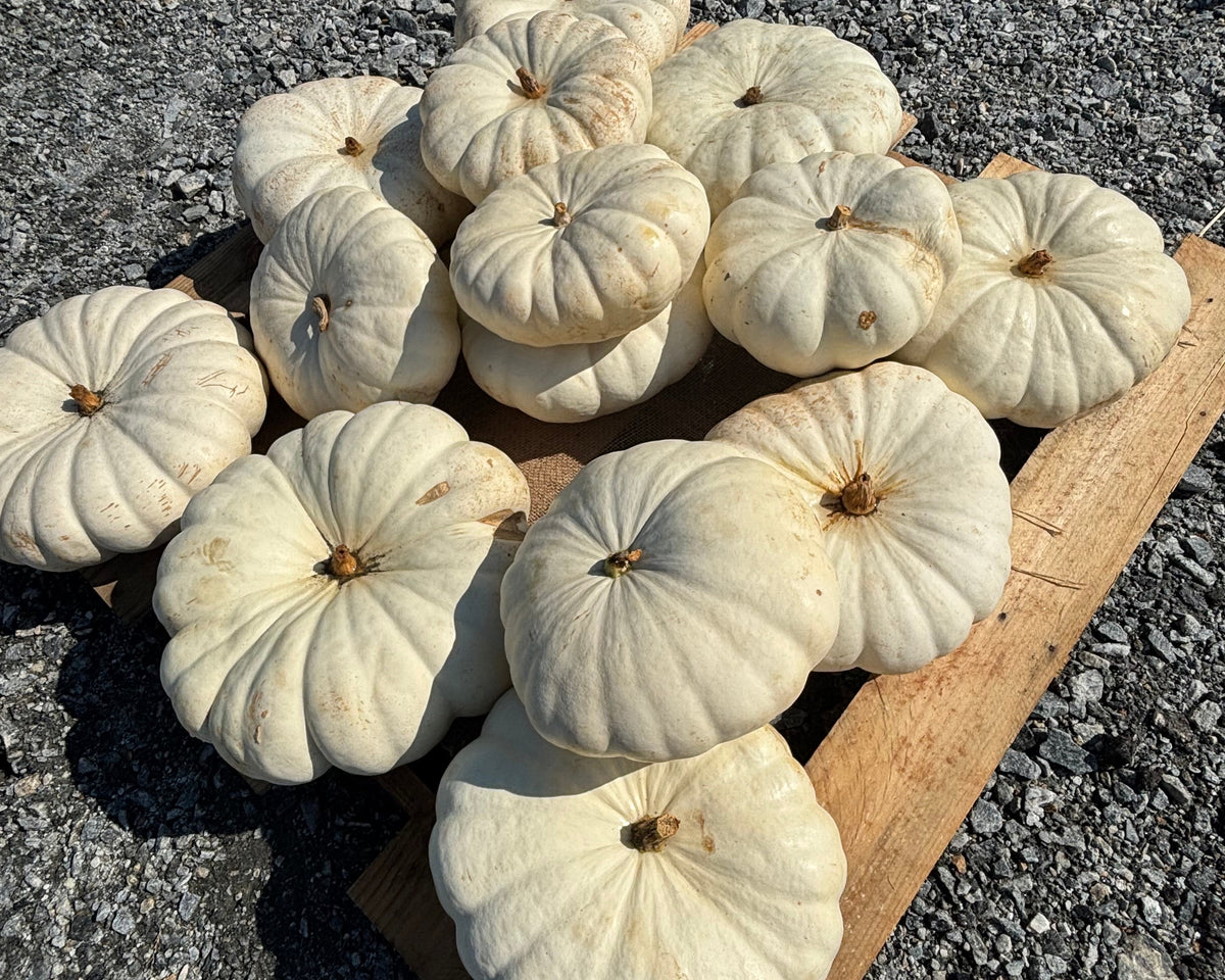 Large Specialty Pumpkins