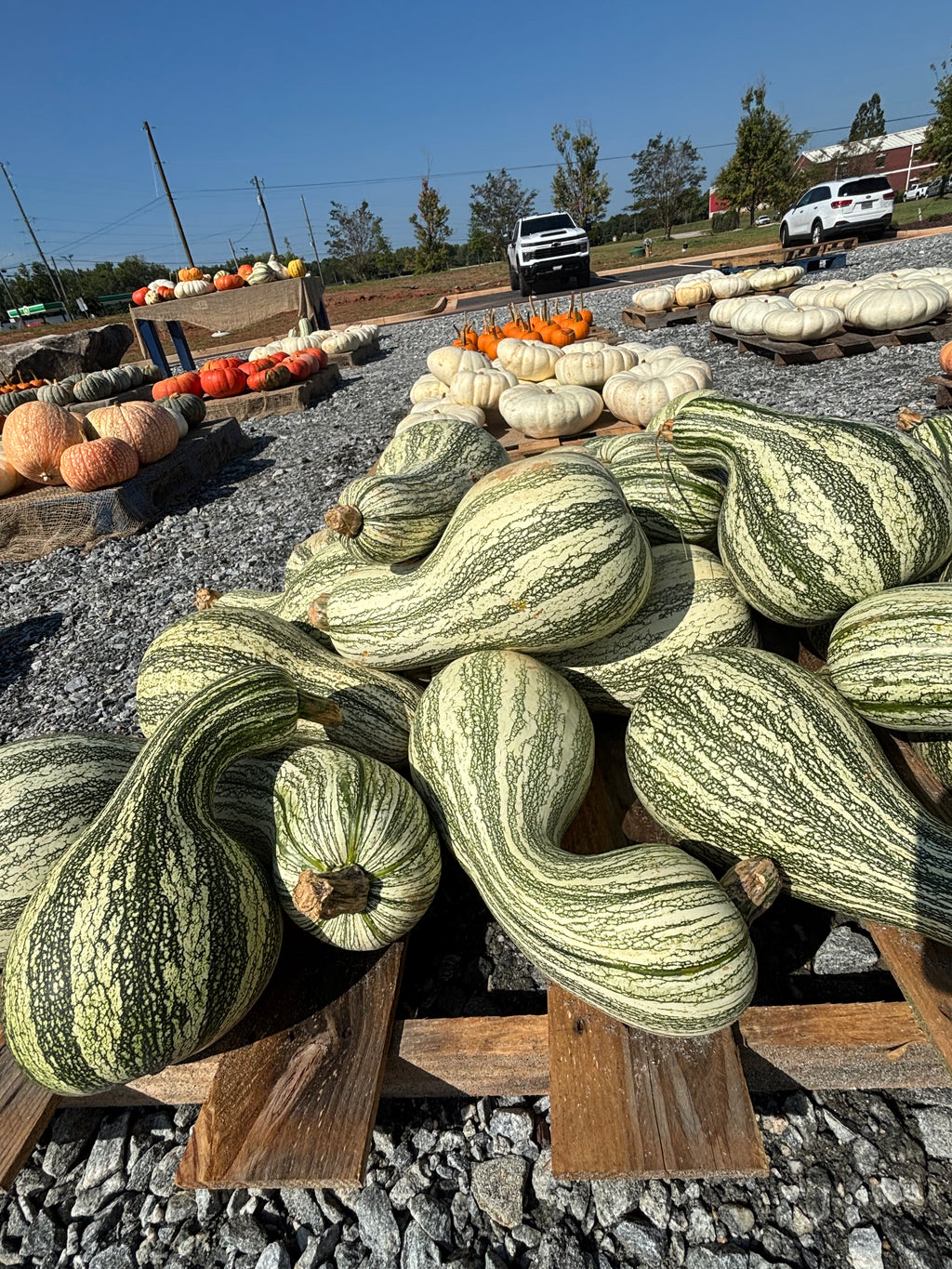 Heirloom/Specialty Pumpkins –Medium