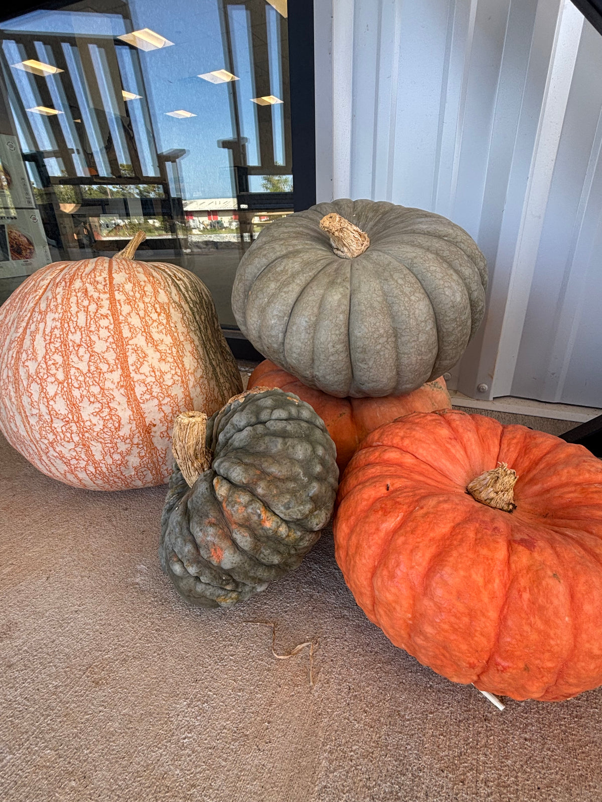 Pumpkins- mixed pallet