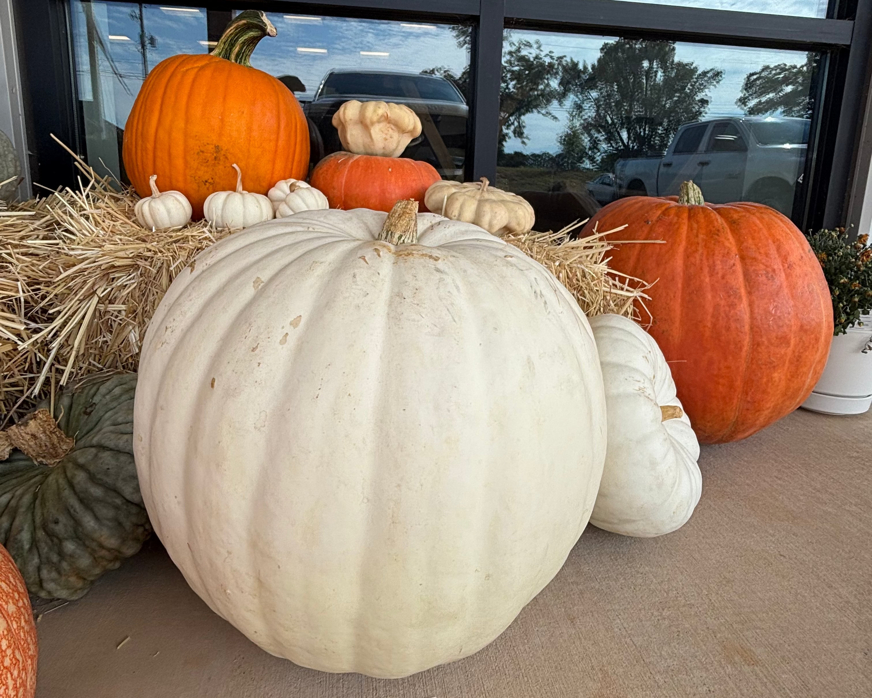 Jumbo Pumpkins